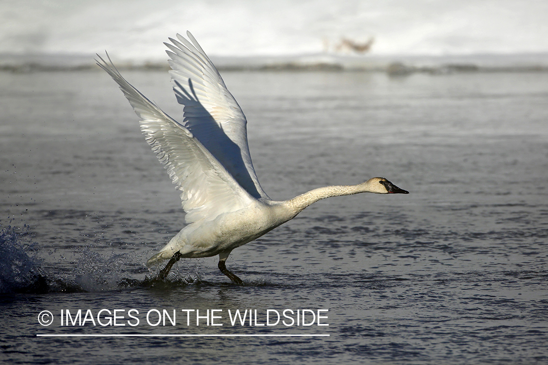 Trumpeter swan taking flight.