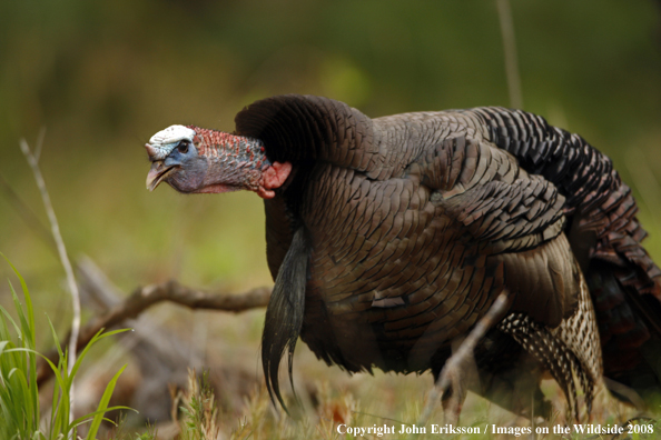 Eastern Wild Turkey