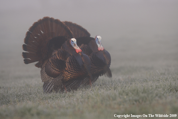 Eastern Wild Turkeys in habitat