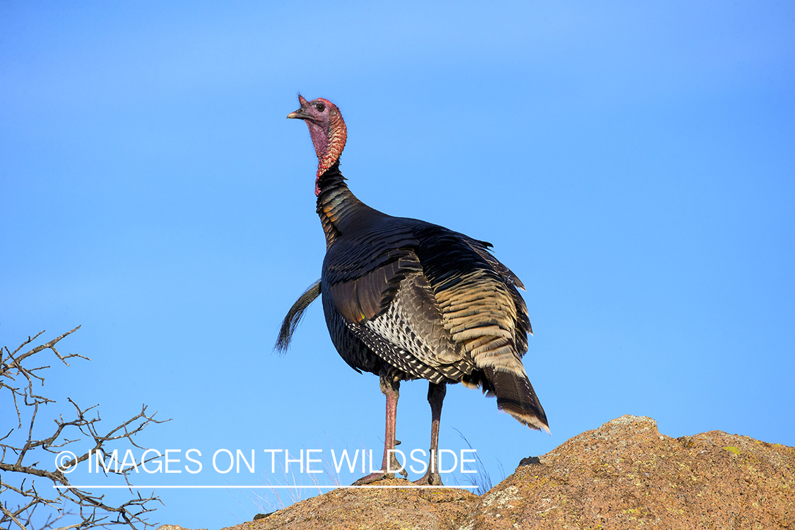 Rio Grande Turkey in habitat.