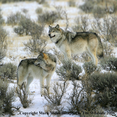Gray wolves in winter habitat.   