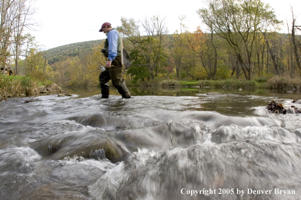 Flyfisherman crossing Pennsylvania spring creek.