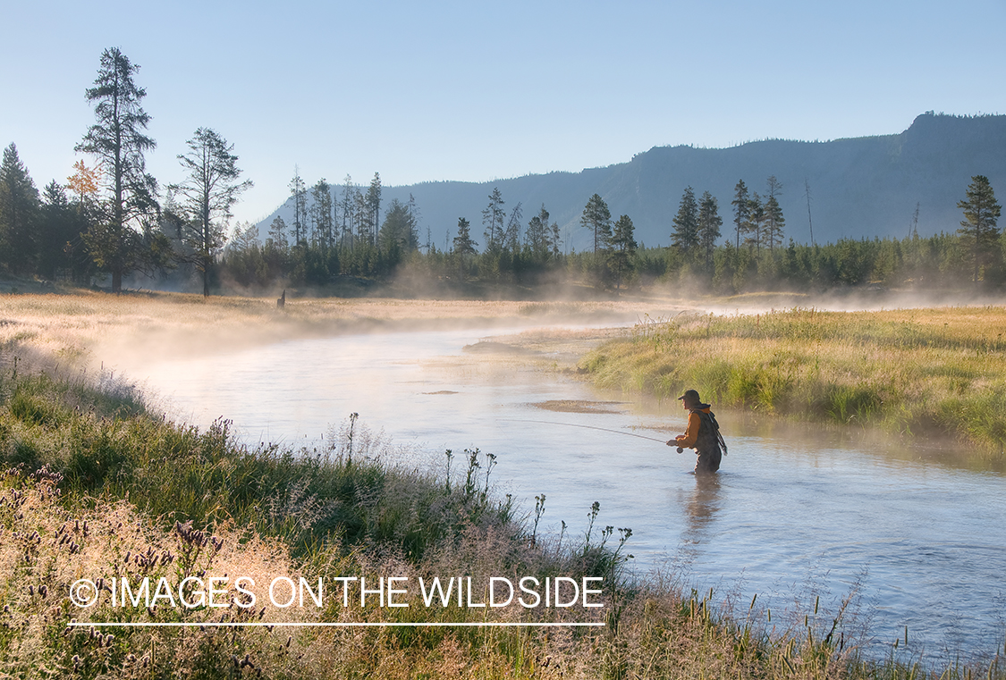 Flyfisherman on Madison River, YNP.