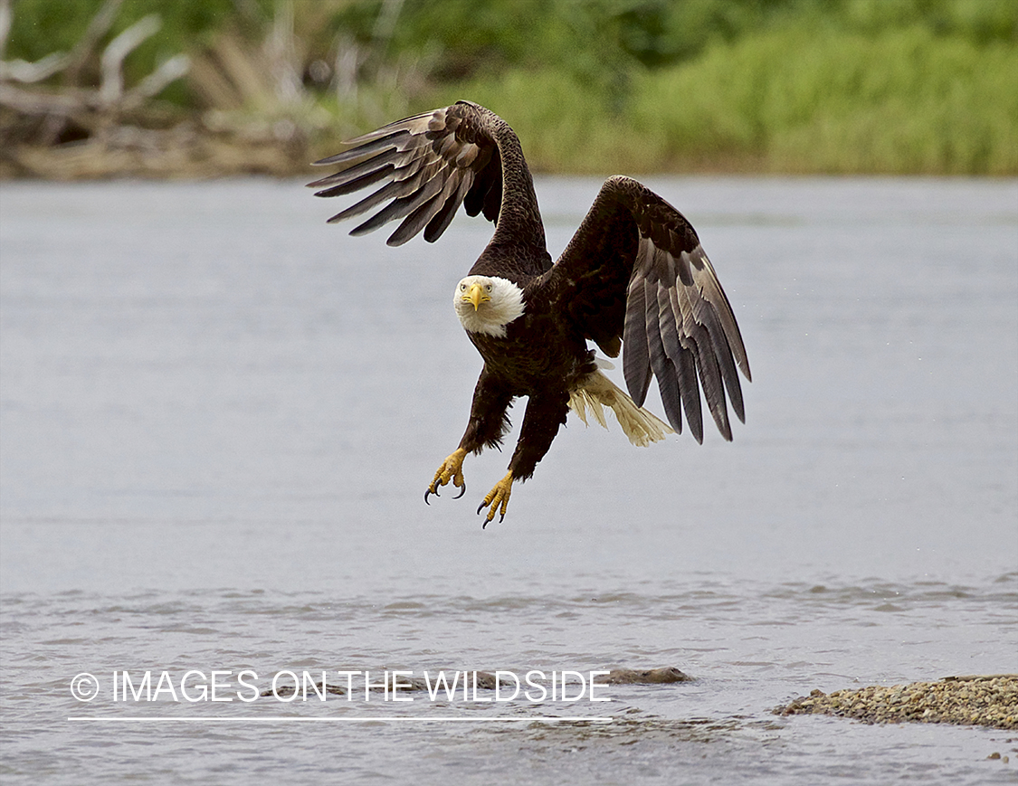 Bald Eagle in flight.