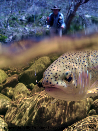 Flyfisherman with rainbow trout