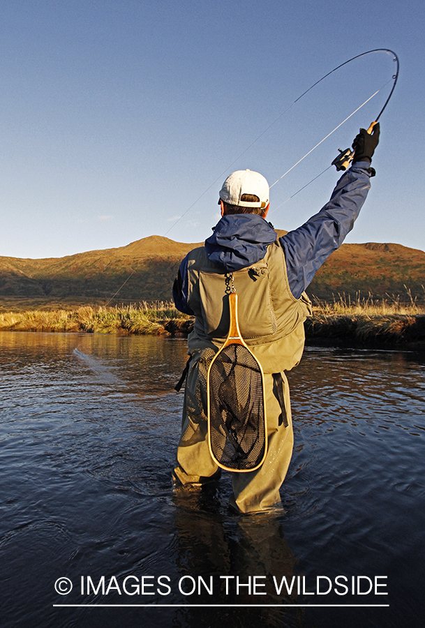 Flyfisherman with fish on line. 