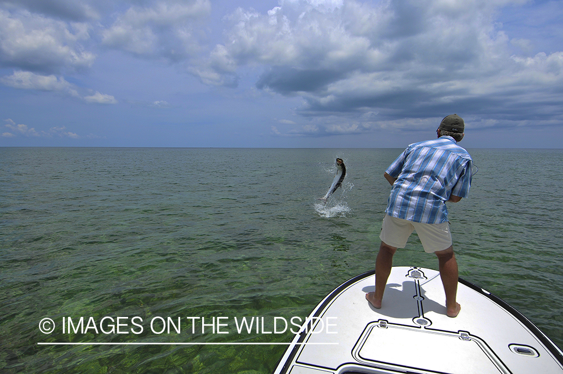 Flyfisherman fighting jumping tarpon on line.