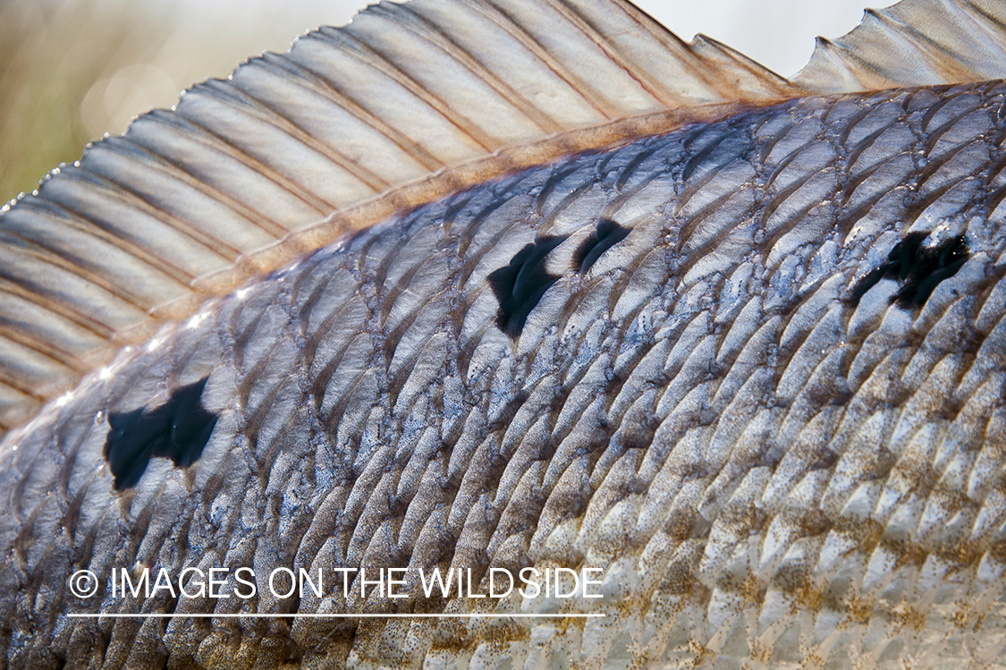 Close-up on redfish fin.