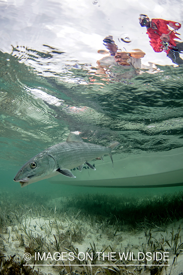 Flyfisherman releasing bonefish.