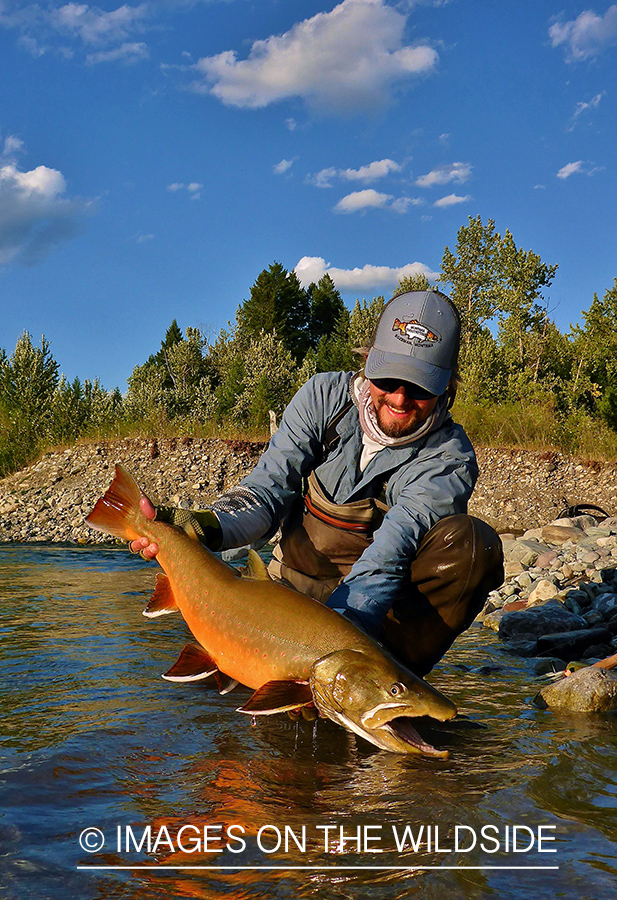 Flyfisherman releasing bull trout.