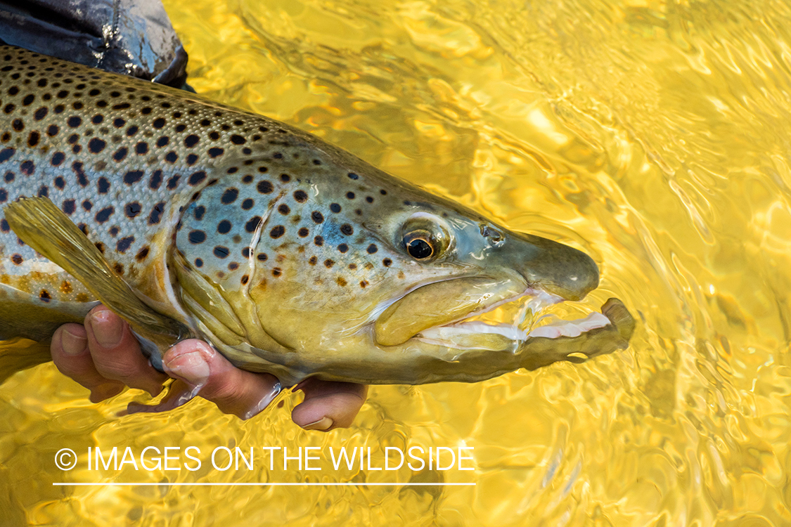 Flyfisherman releasing Brown Trout.