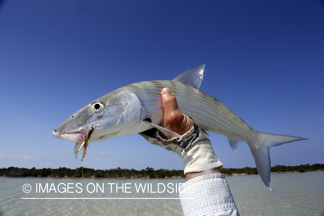 Bonefish with fly in mouth.