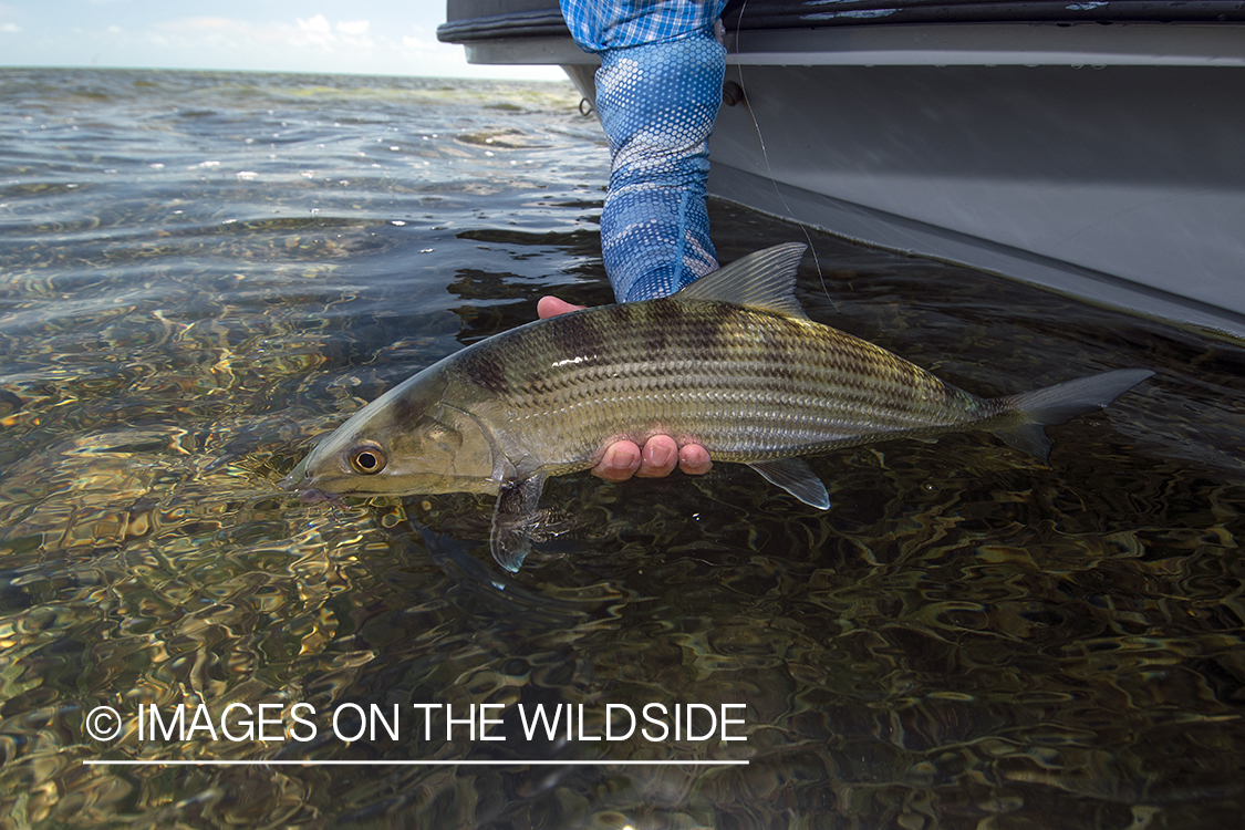 Flyfisherman releasing bonefish.