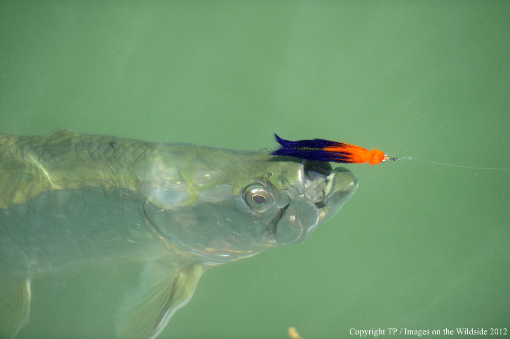 Tarpon chasing fly. 