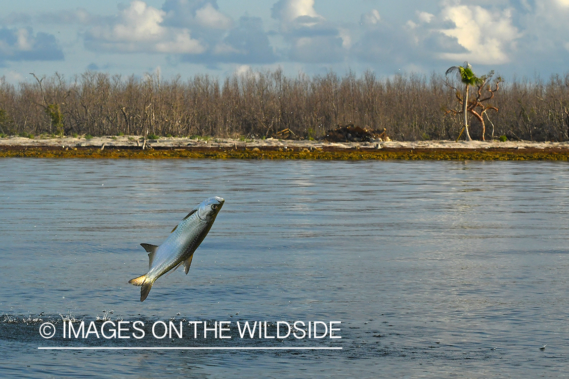 Tarpon on the line jumping.