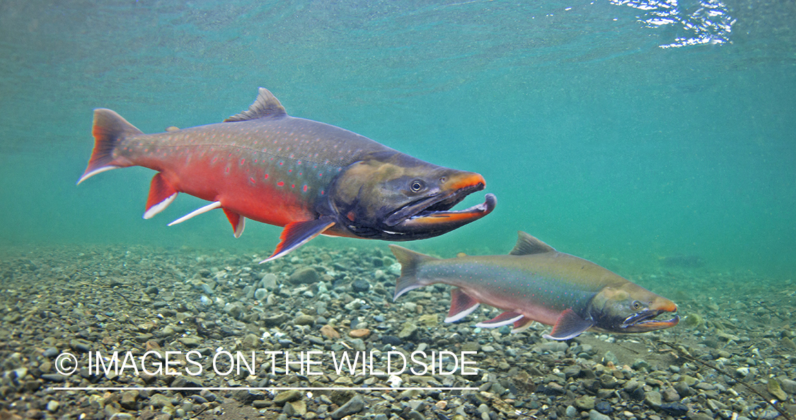 Arctic Char in habitat.