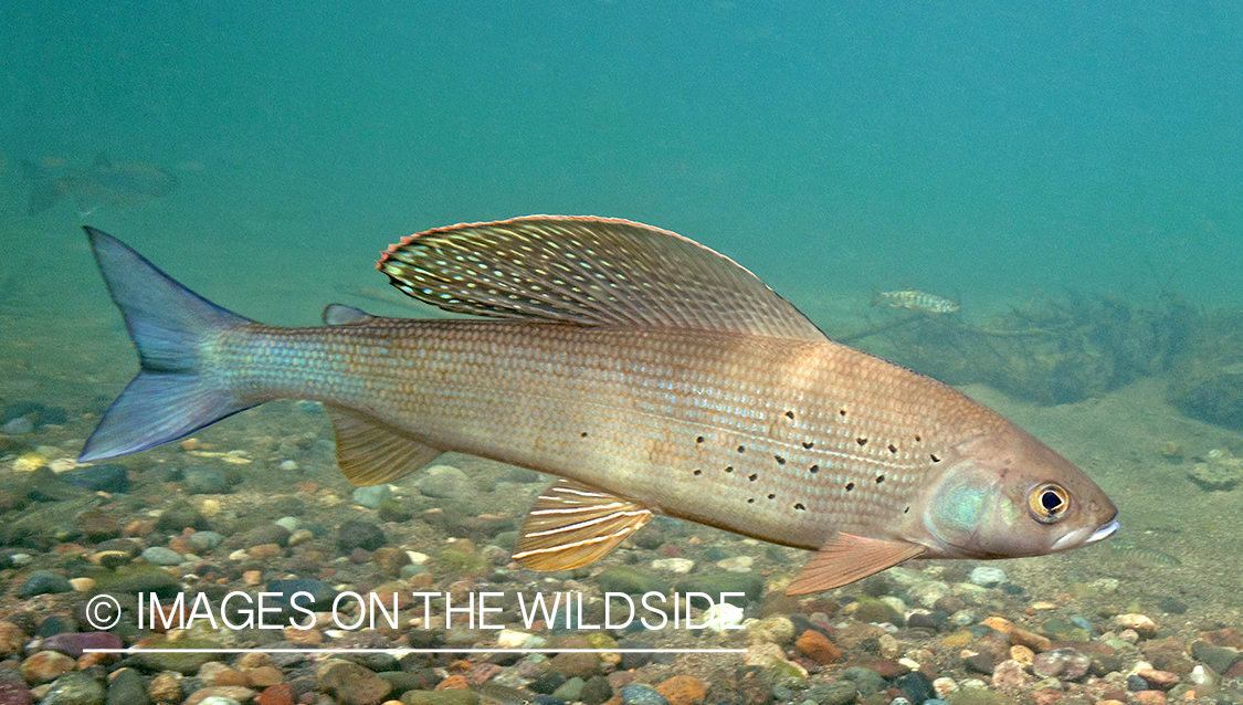 Grayling underwater.