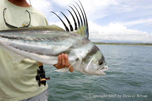 Fisherman with roosterfish.