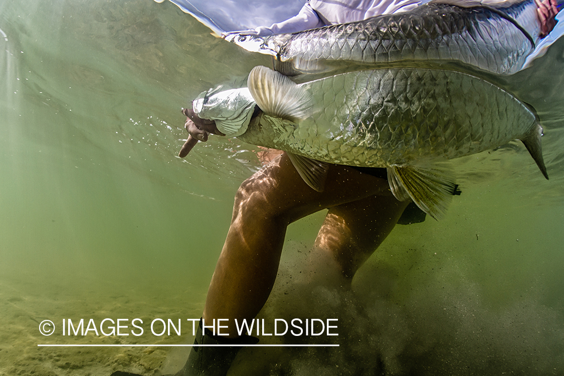 Flyfisherman releasing tarpon.