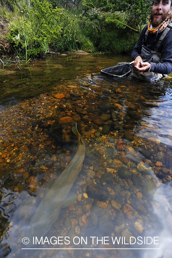 Flyfisherman releasing brown trout.