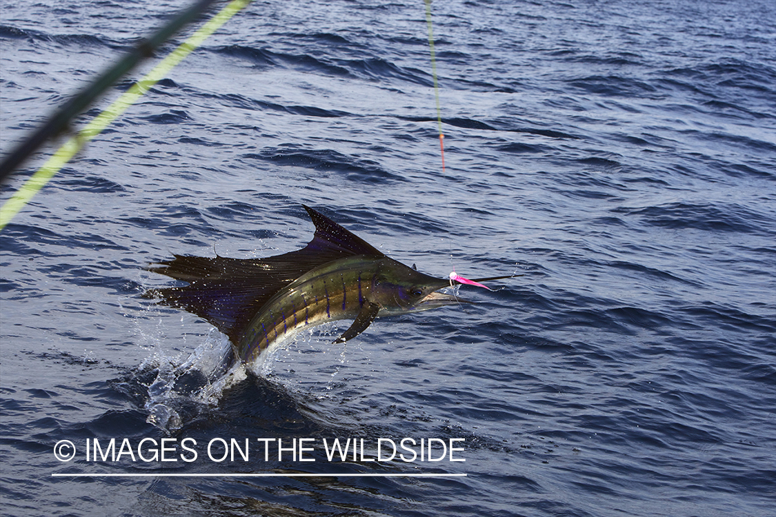 Jumping sailfish on line deep sea fishing.