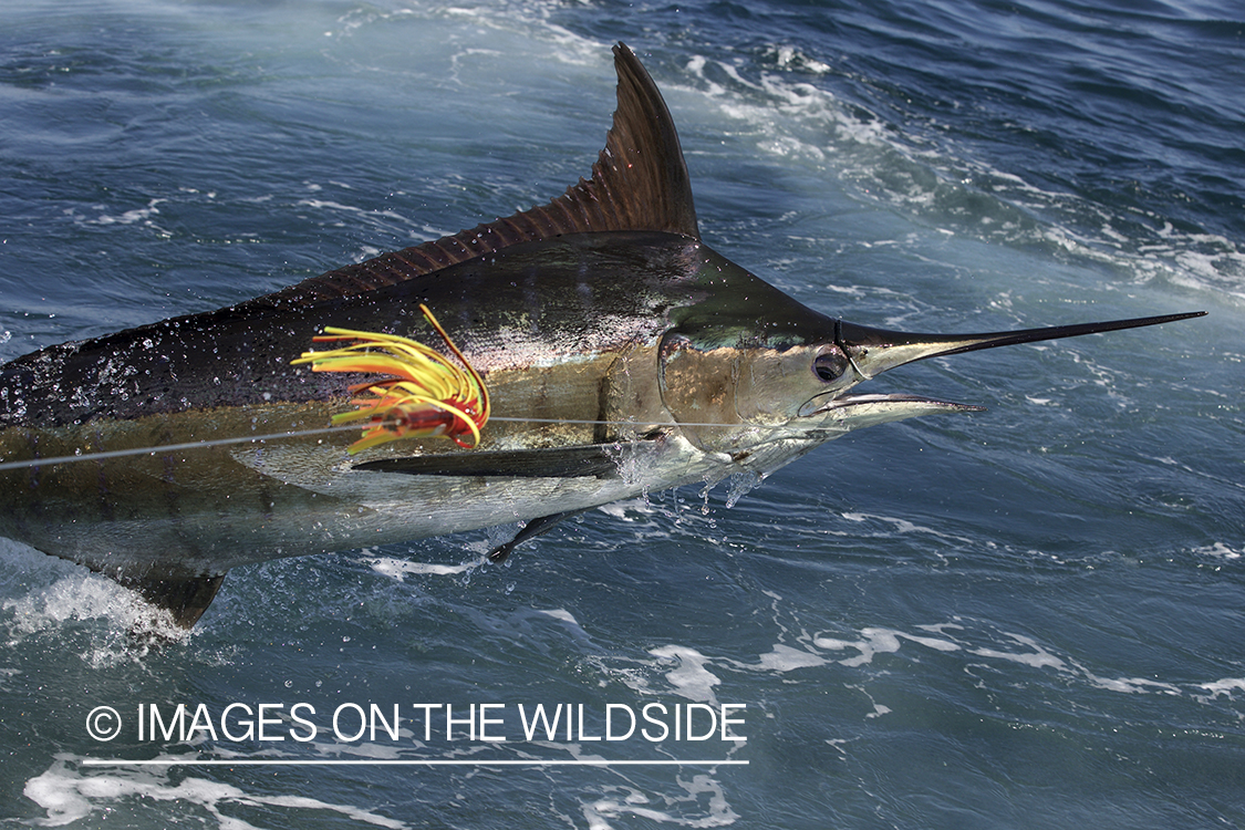 Deep sea fisherman fighting jumping blue marlin.
