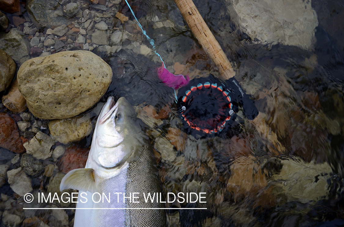 Arctic Char and fly rod in water.