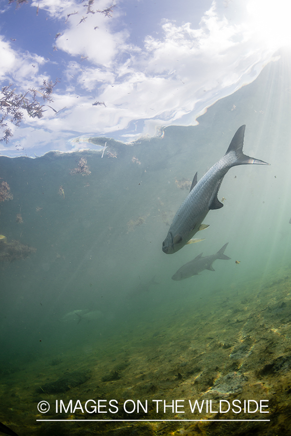 Tarpon underwater