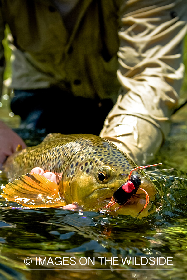 Brown trout with fly in mouth.