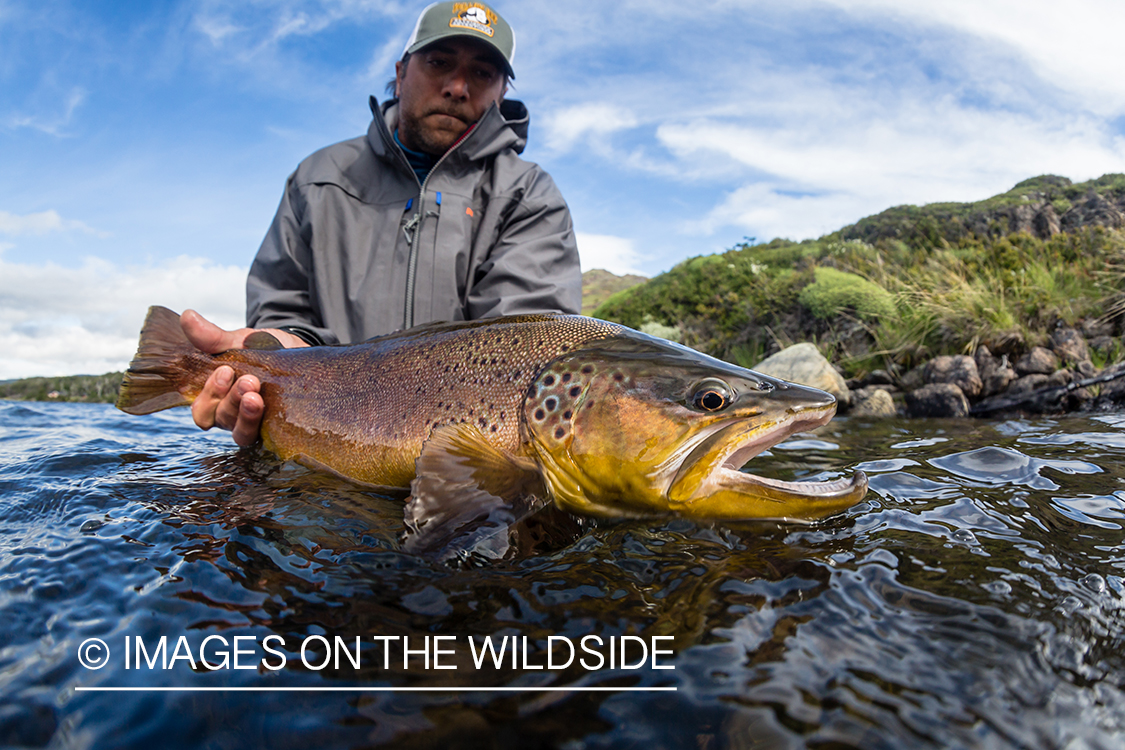 Flyfisherman releasing trout.