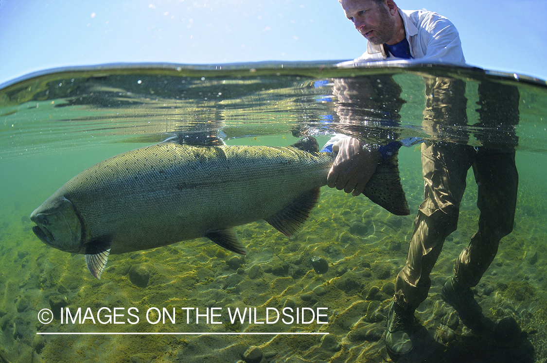 Flyfisherman releasing king salmon.