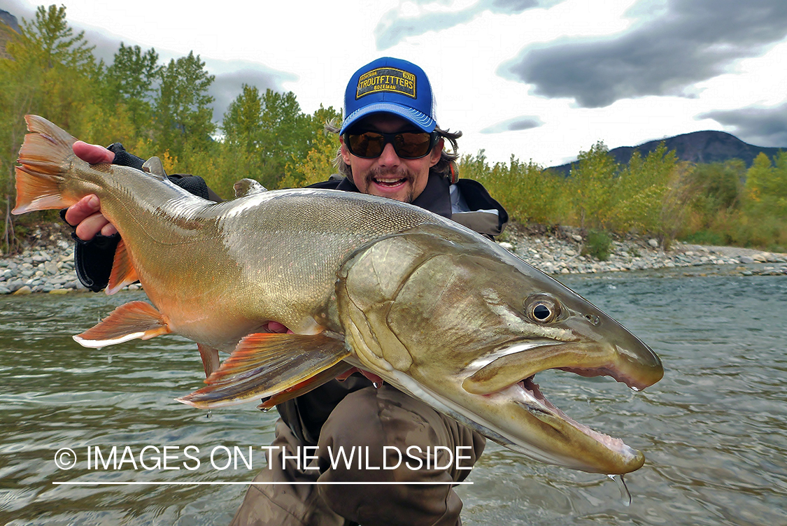 Flyfisherman with bull trout.