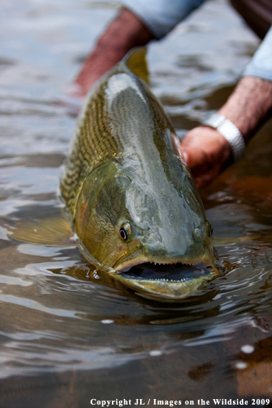 Golden Dorado fish species