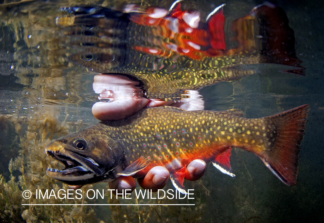 Brook trout in habitat.