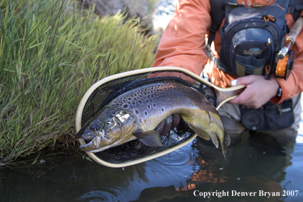 Flyfisherman holding/releasing brown trout.  Closeup of trout.