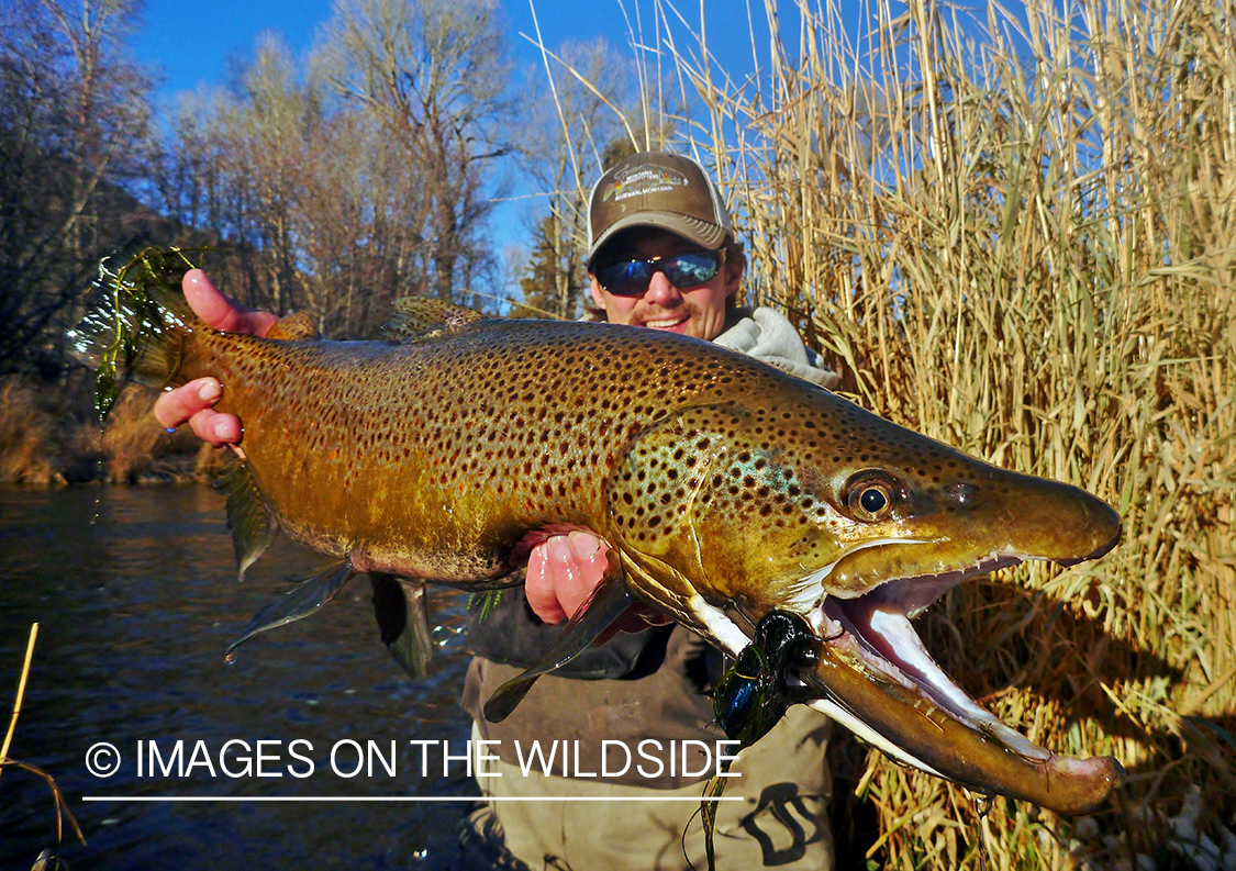 Flyfisherman with brown trout.