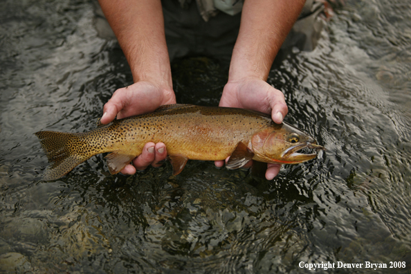 Cutthroat Trout With Fly