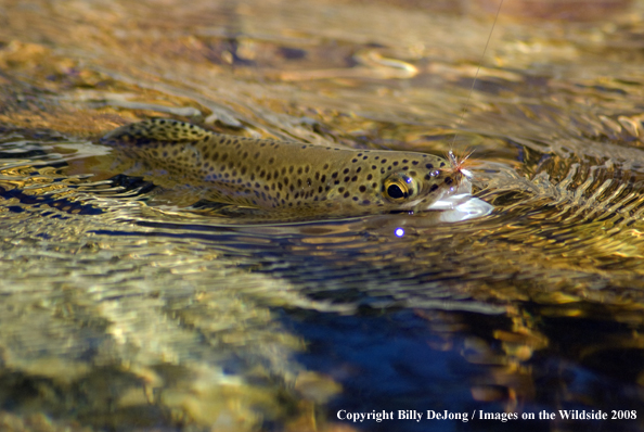 Flyfisherman with rainbow trout