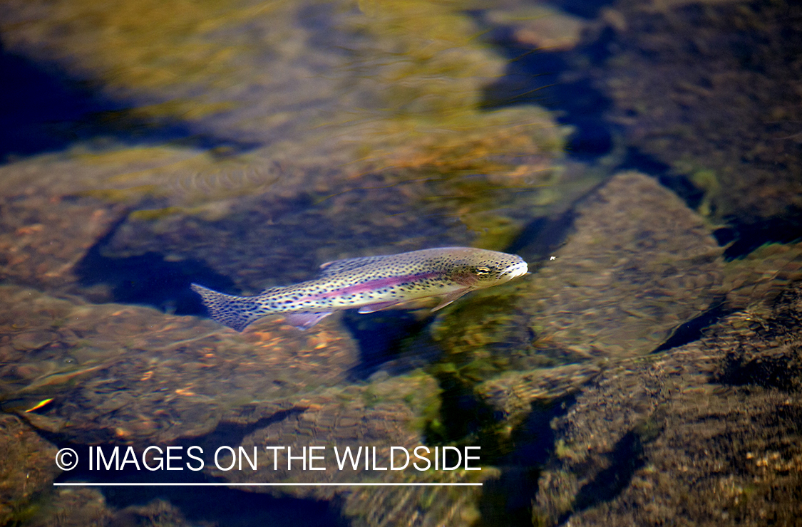 Rainbow trout in habitat.