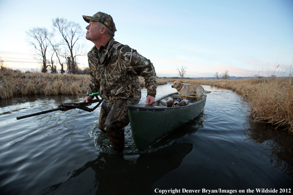 Duck hunter with yellow labrador retriever in canoe. 