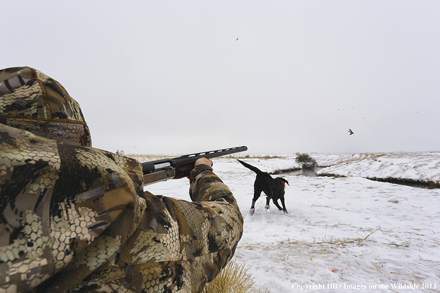 Waterfowl hunter shooting duck with black labrador retriever.