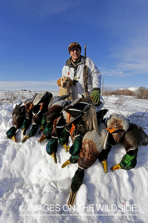 Waterfowl hunter and yellow labrador with bagged mallards in field.