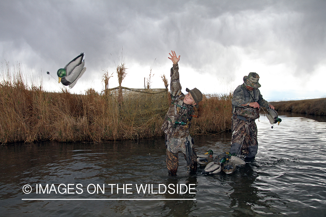 Father and son waterfowl hunters setting up decoys.