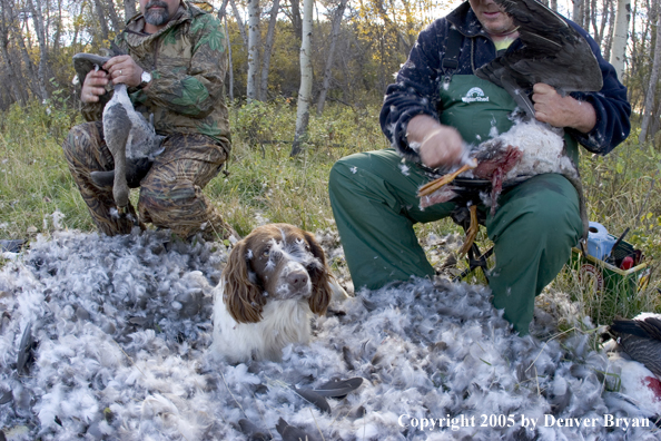 Goose hunters cleaning geese with springer spaniel in feathers.