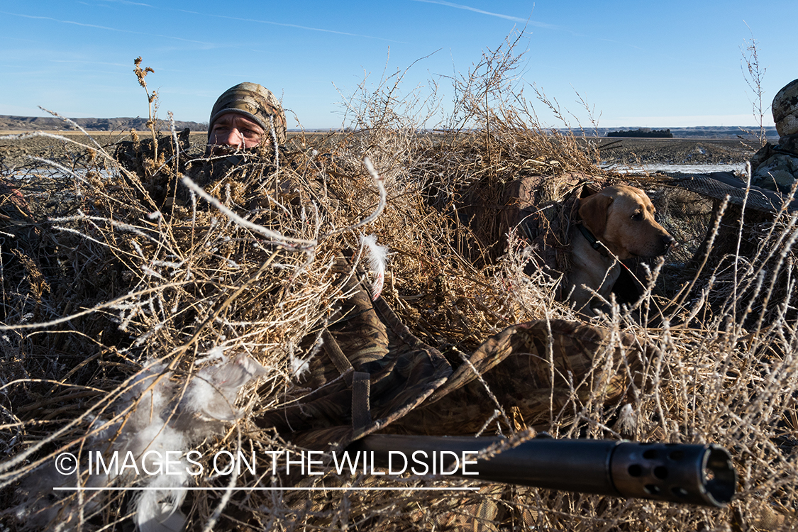 Hunter in blind.