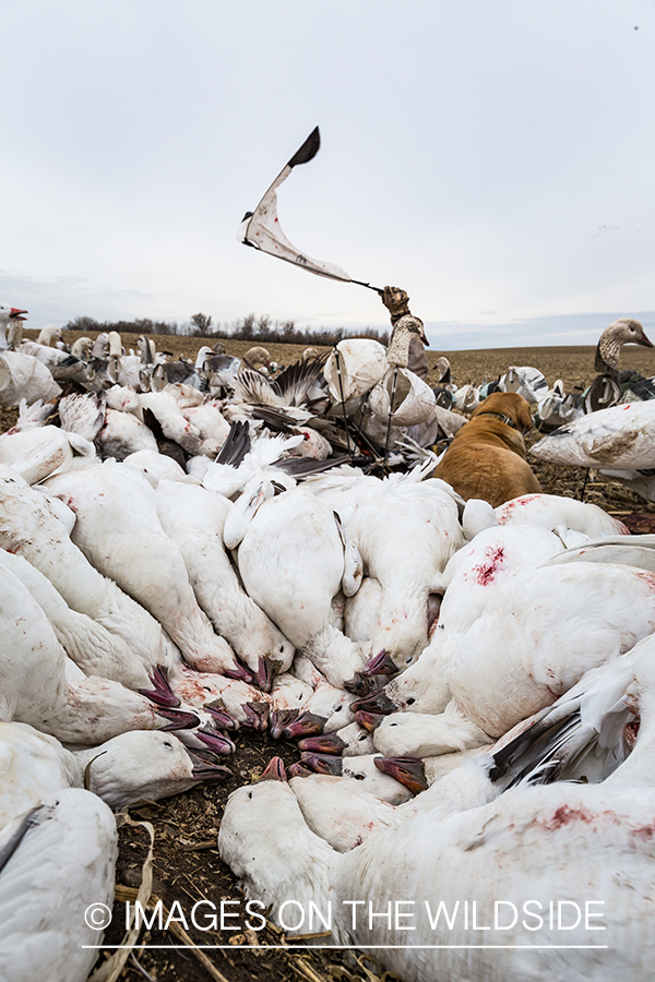 Hunter decoying geese.