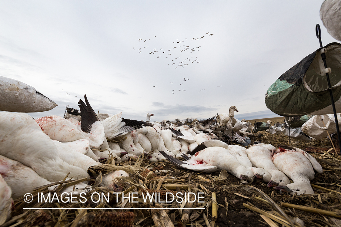 Bagged snow geese.