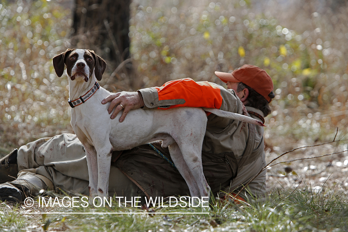 Bobwhite quail hunter in field with english pointer.