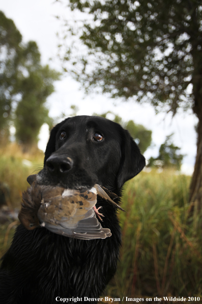 Dove Hunting