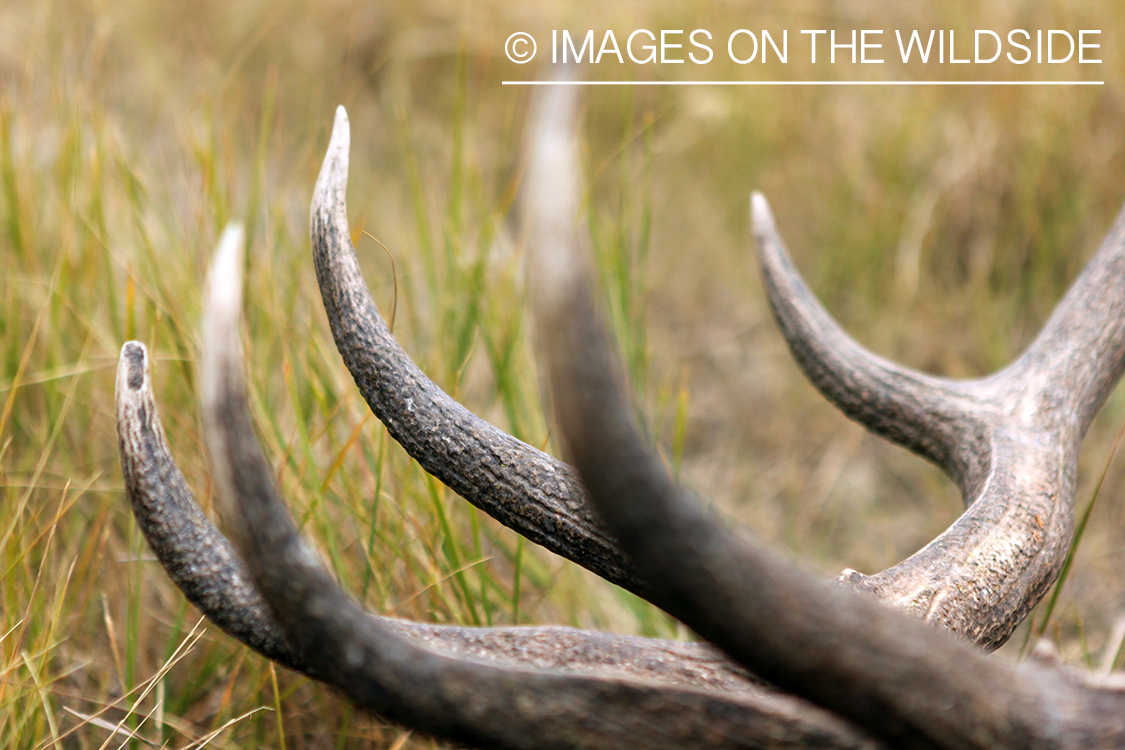 Antler sheds